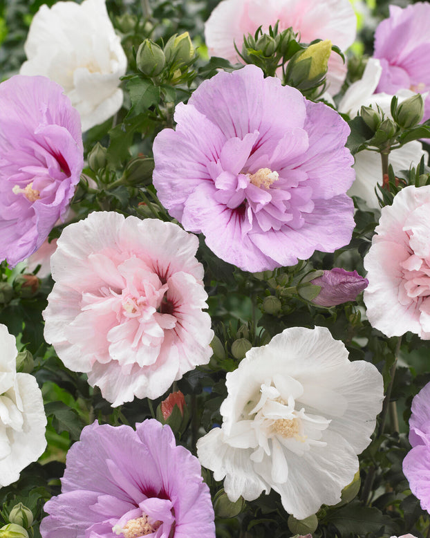 Hibiscus 'Pink Chiffon'
