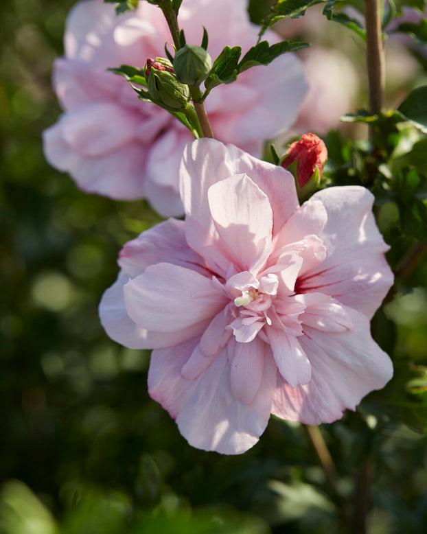 Hibiscus 'Pink Chiffon'
