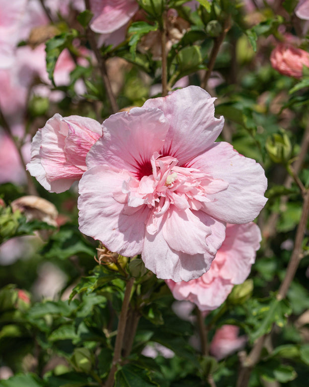 Hibiscus 'Pink Chiffon'
