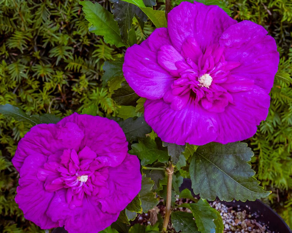 Hibiscus 'Purple Chiffon'