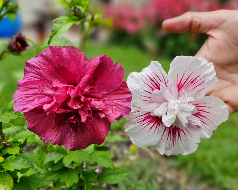 Hibiscus 'Ruby Chiffon'