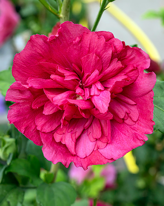 Hibiscus 'Ruby Chiffon'