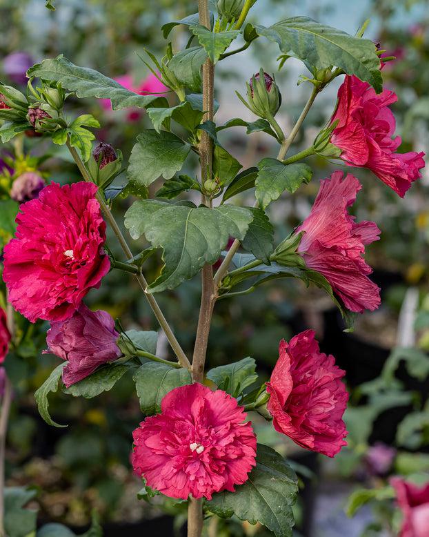 Hibiscus 'Ruby Chiffon'