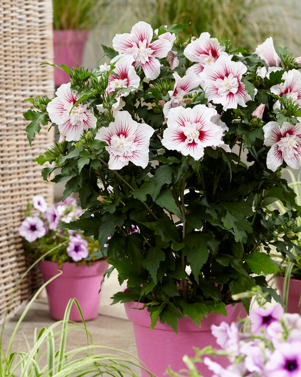 Hibiscus 'Starburst Chiffon'