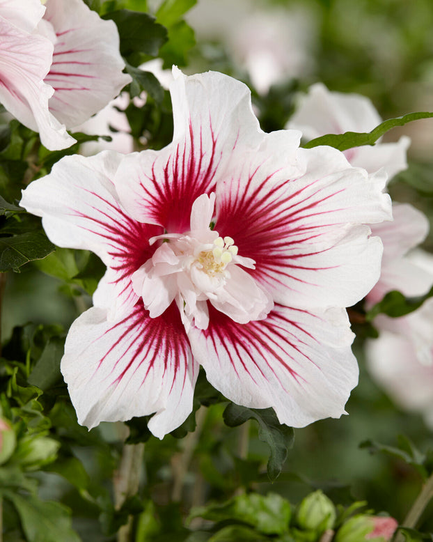 Hibiscus 'Starburst Chiffon'