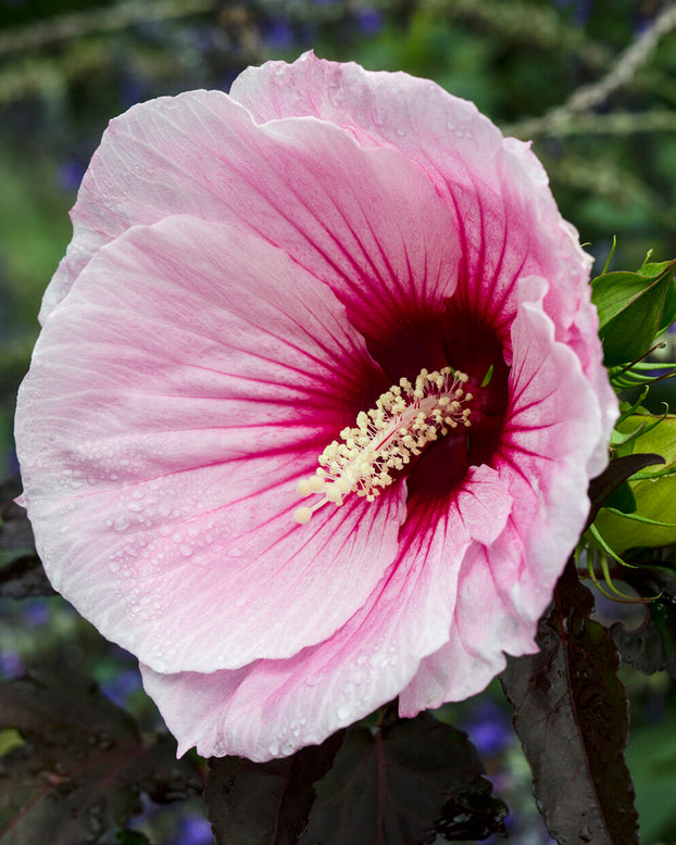 Hibiscus 'Summer Storm'