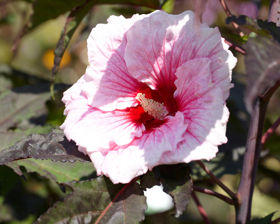 Hibiscus 'Summer Storm'