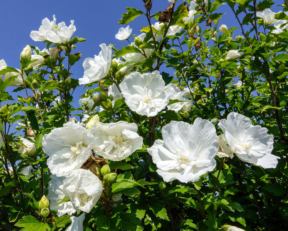 Hibiscus 'White Chiffon'