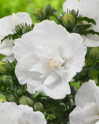 Hibiscus 'White Chiffon'