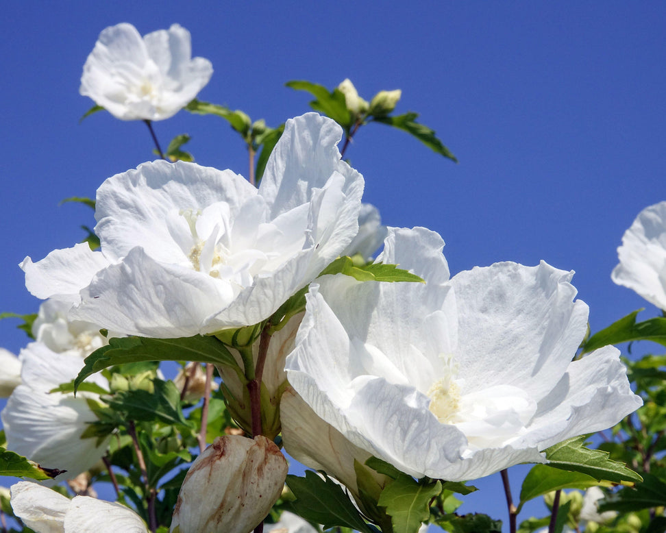 Hibiscus 'White Chiffon'