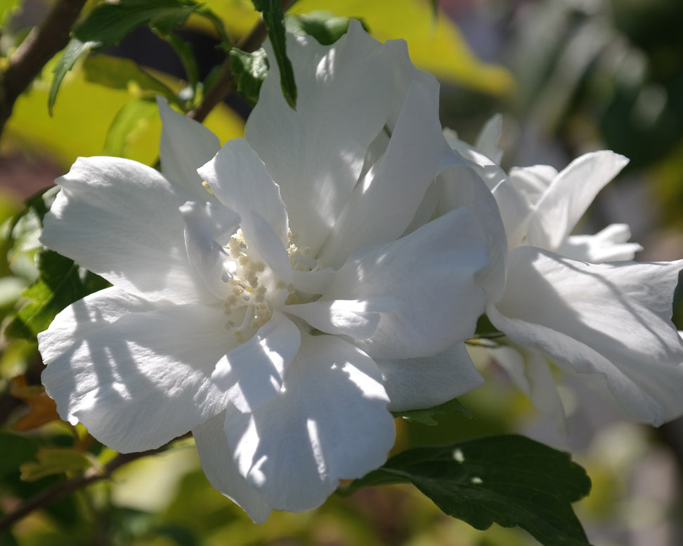 Hibiscus 'White Chiffon'
