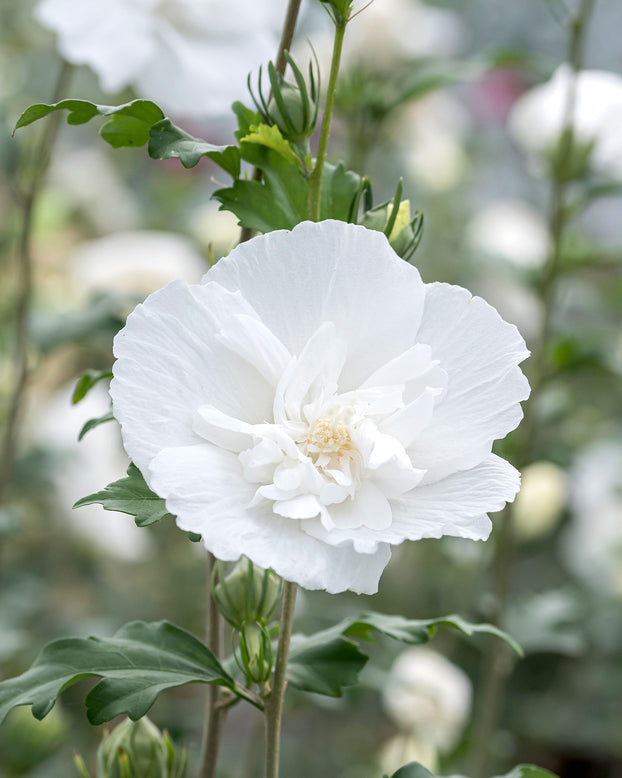 Hibiscus 'White Chiffon'