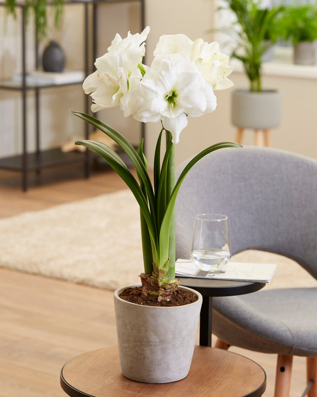 Amaryllis 'Akiko'