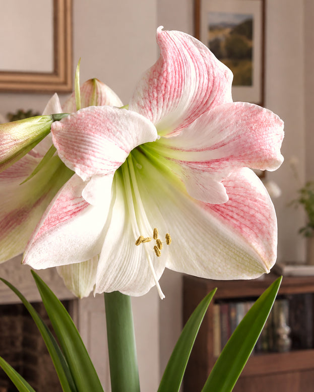 Amaryllis 'Apple Blossom'