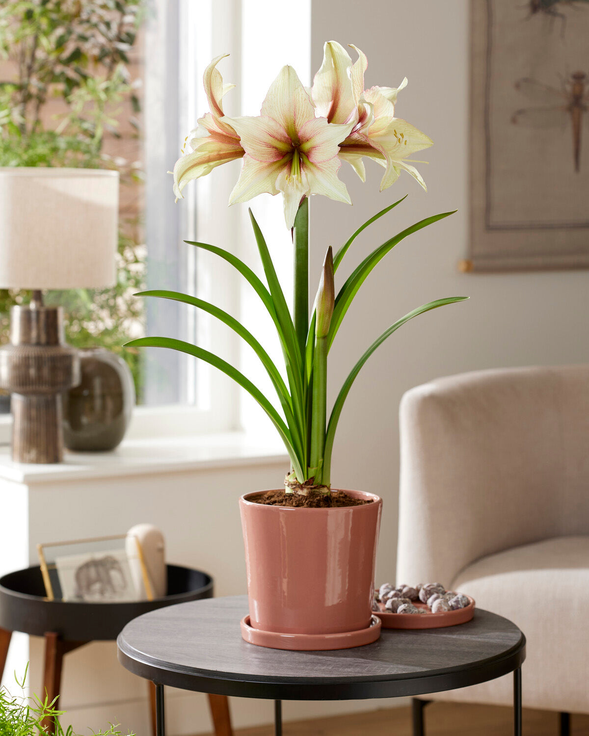 Amaryllis 'Green Magic' bulbs | Buy green hippeastrum online at Farmer ...