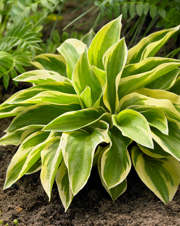 Hosta 'Bedazzled'