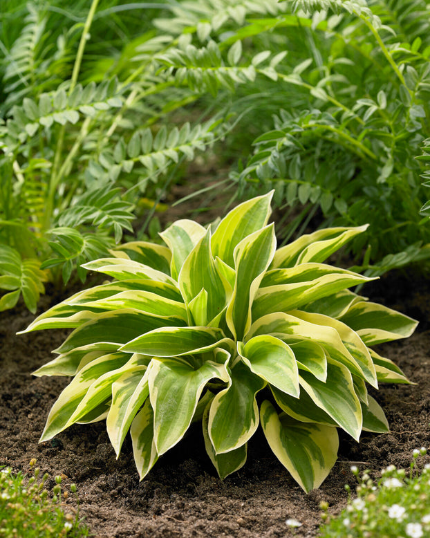 Hosta 'Bedazzled'