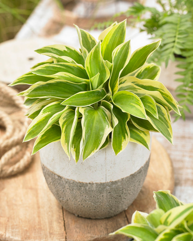 Hosta 'Bedazzled'