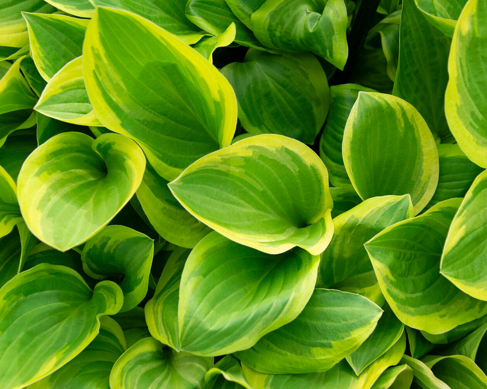 Hosta 'Bedazzled'