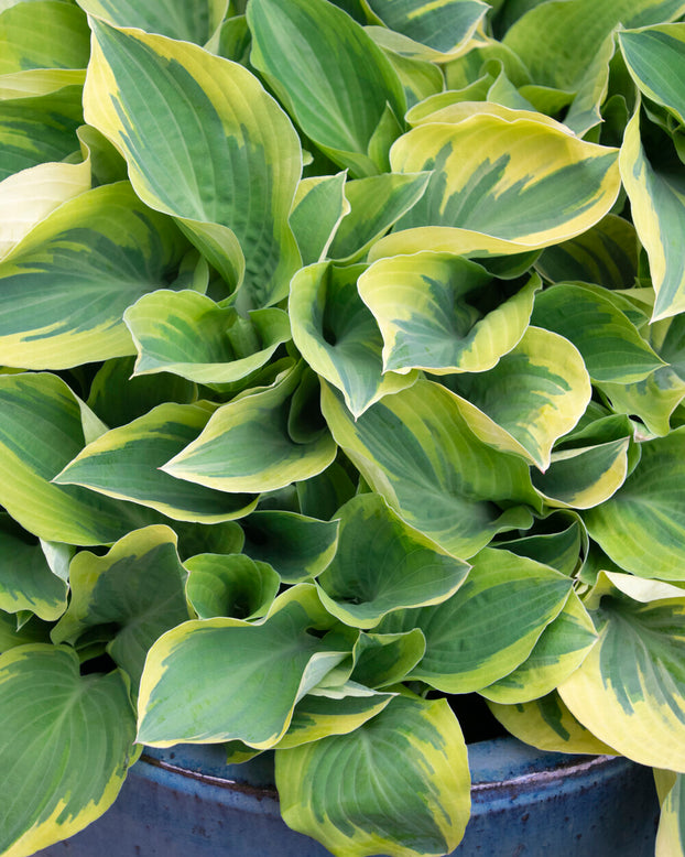 Hosta 'Bedazzled'