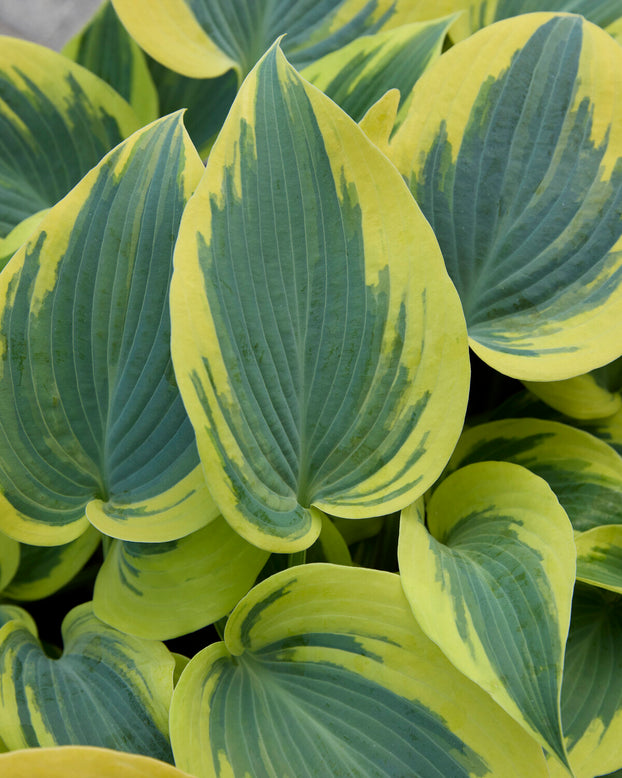 Hosta 'Ben Vernooij'