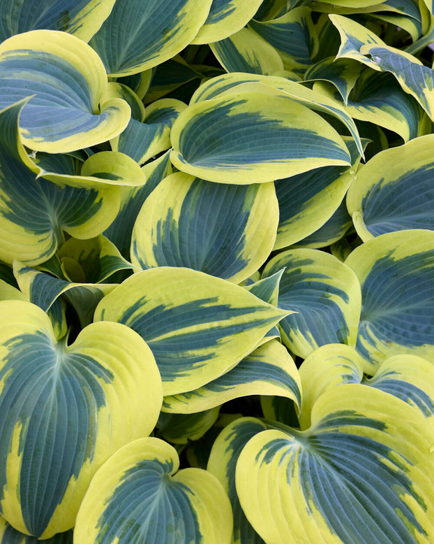Hosta 'Ben Vernooij'