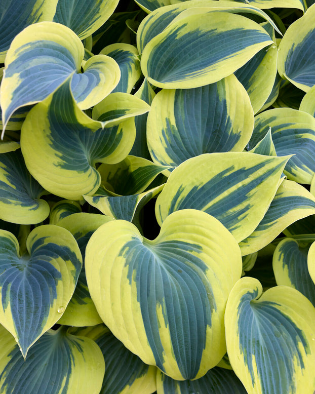 Hosta 'Ben Vernooij'