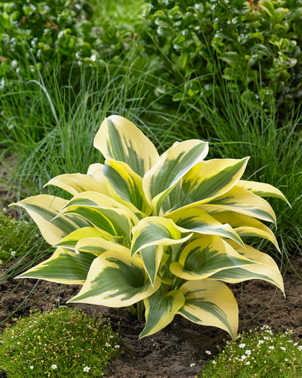 Hosta 'Ben Vernooij'