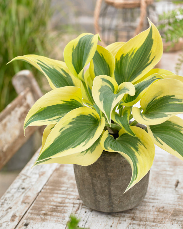 Hosta 'Ben Vernooij'