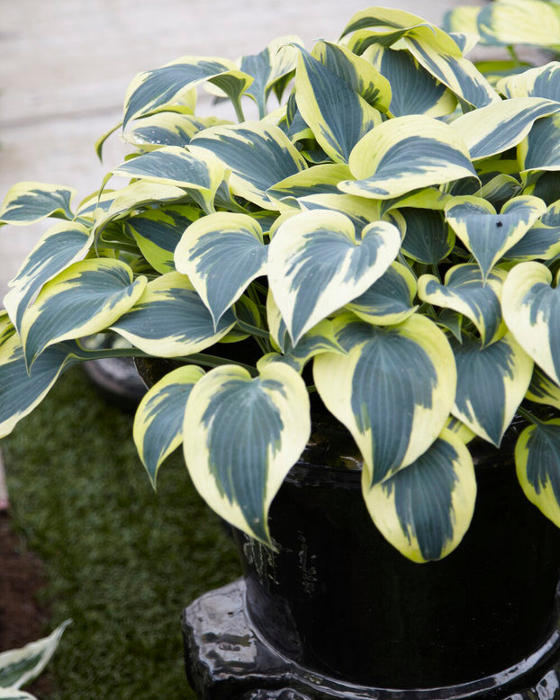 Hosta 'Ben Vernooij'