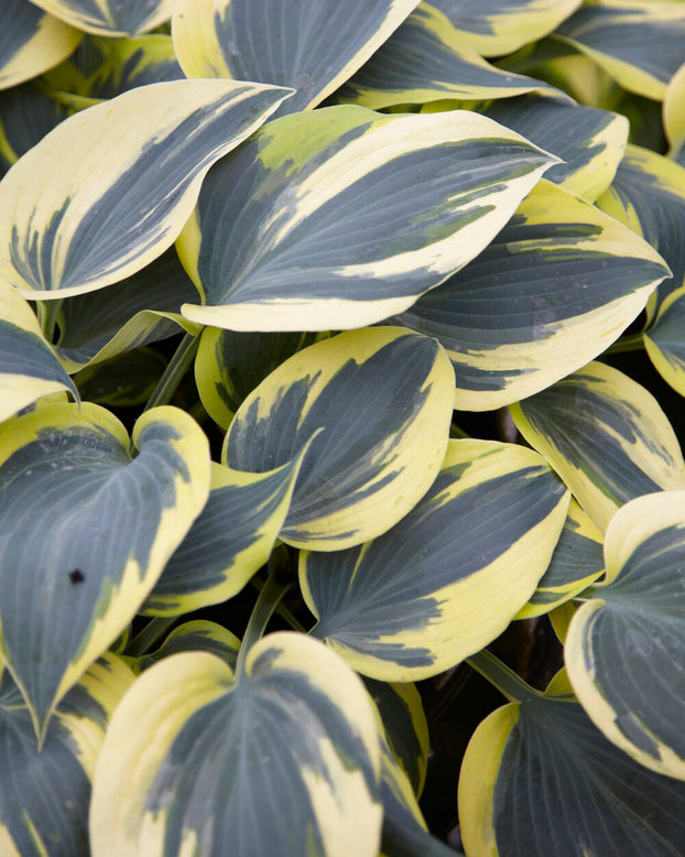 Hosta 'Ben Vernooij'