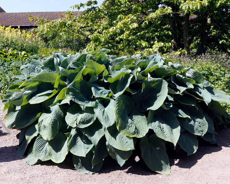 Hosta 'Blue Angel'