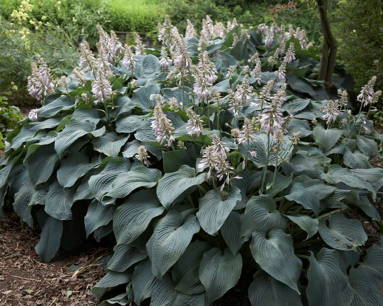 Hosta 'Blue Angel' bare roots — Buy plantain lilies online at Farmer ...