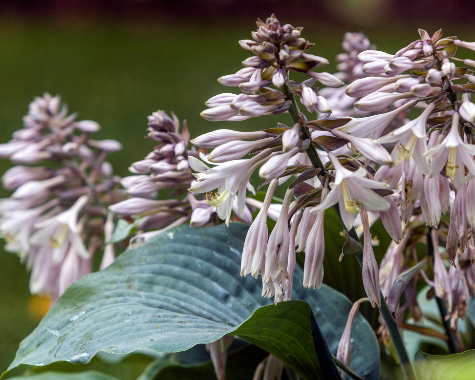 Hosta 'Blue Angel'