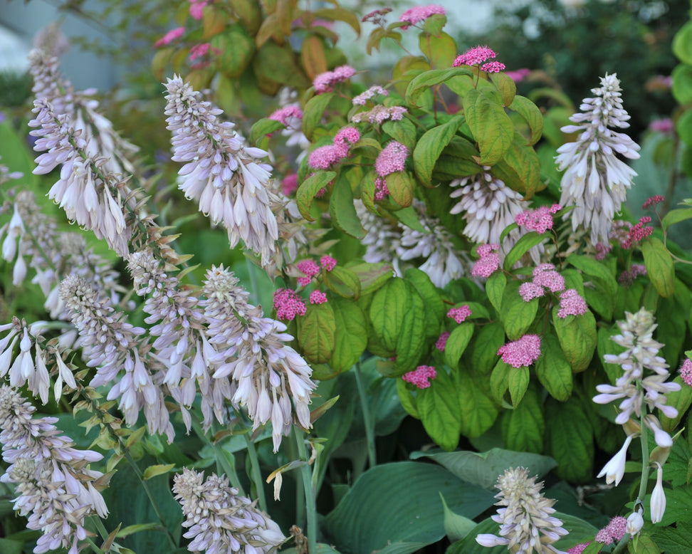 Hosta 'Blue Angel'