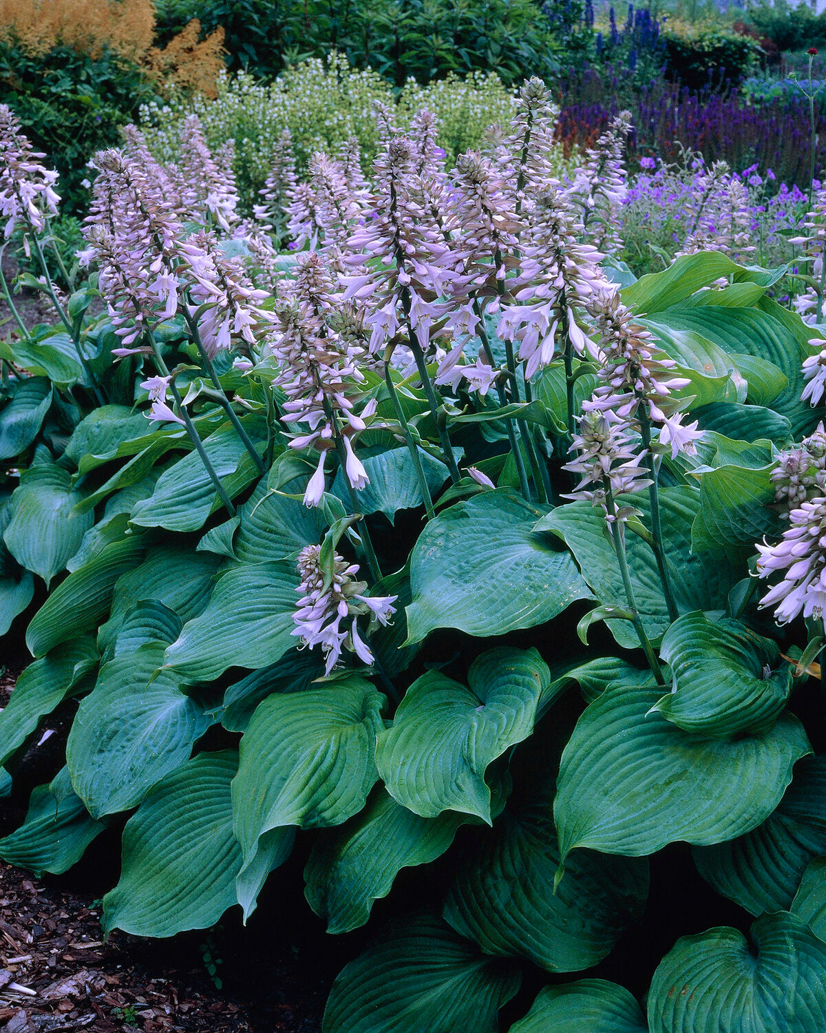 Hosta 'Blue Angel' bare roots — Buy plantain lilies online at Farmer ...