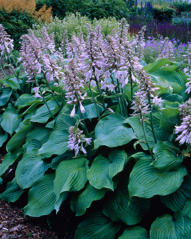 Hosta 'Blue Angel'