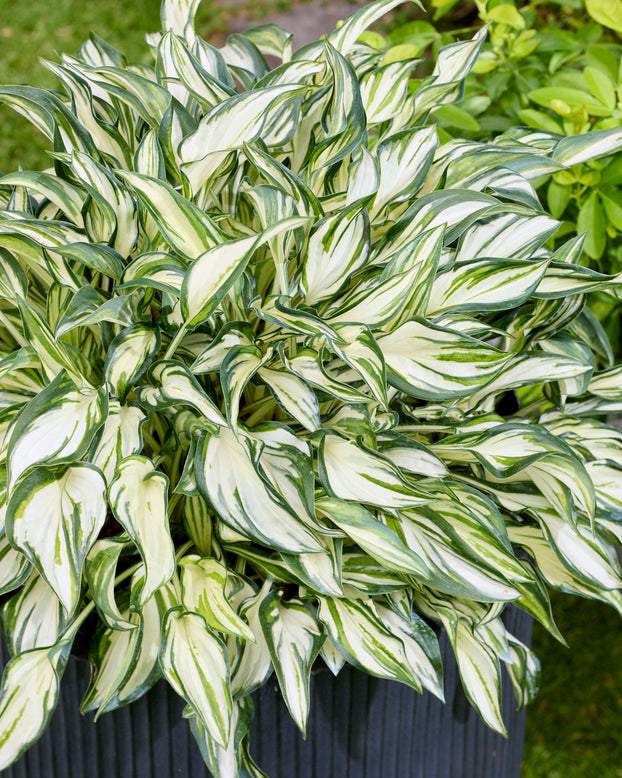 Hosta 'Fireworks'