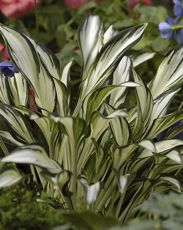 Hosta 'Fireworks'