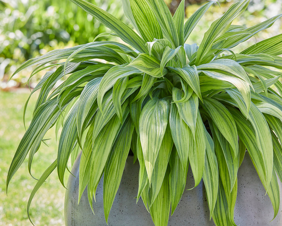 Hosta 'Hyuga Urajiro'