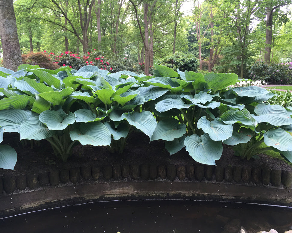 Hosta 'Jurassic Park'