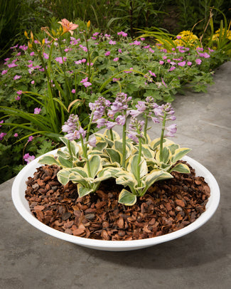 Hosta 'Mighty Mouse'