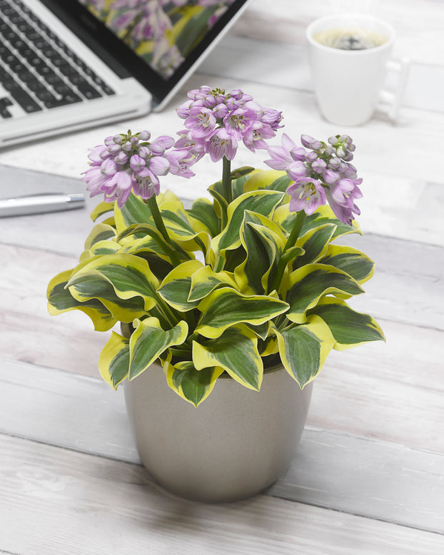 Hosta 'Mighty Mouse'