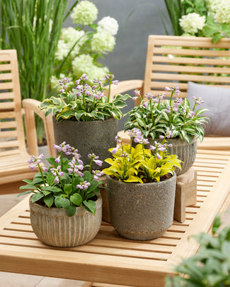 Hosta 'Mini Collection'