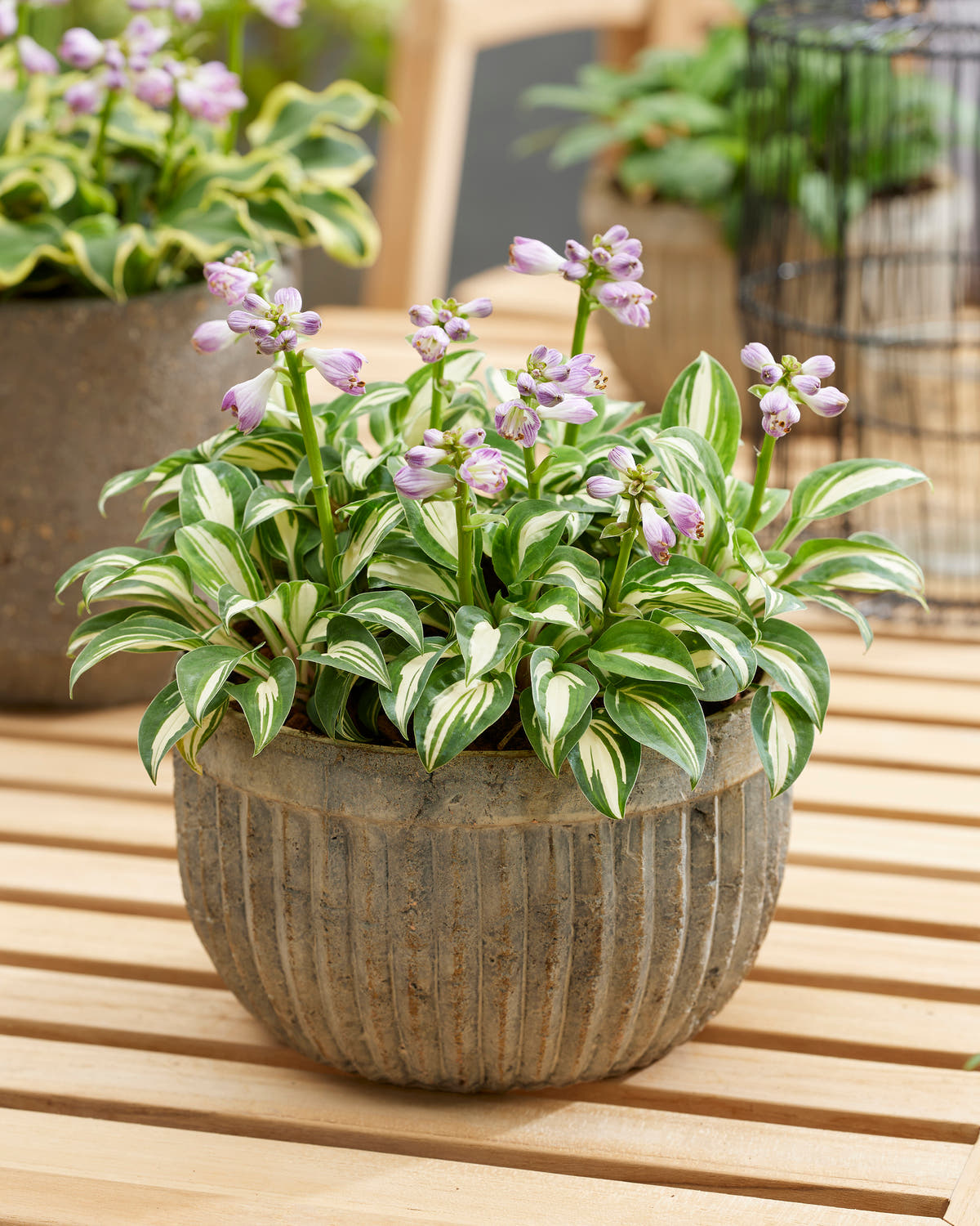 Hosta 'Pandora’s Box'
