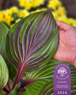 Hosta 'Red Ninja' UK