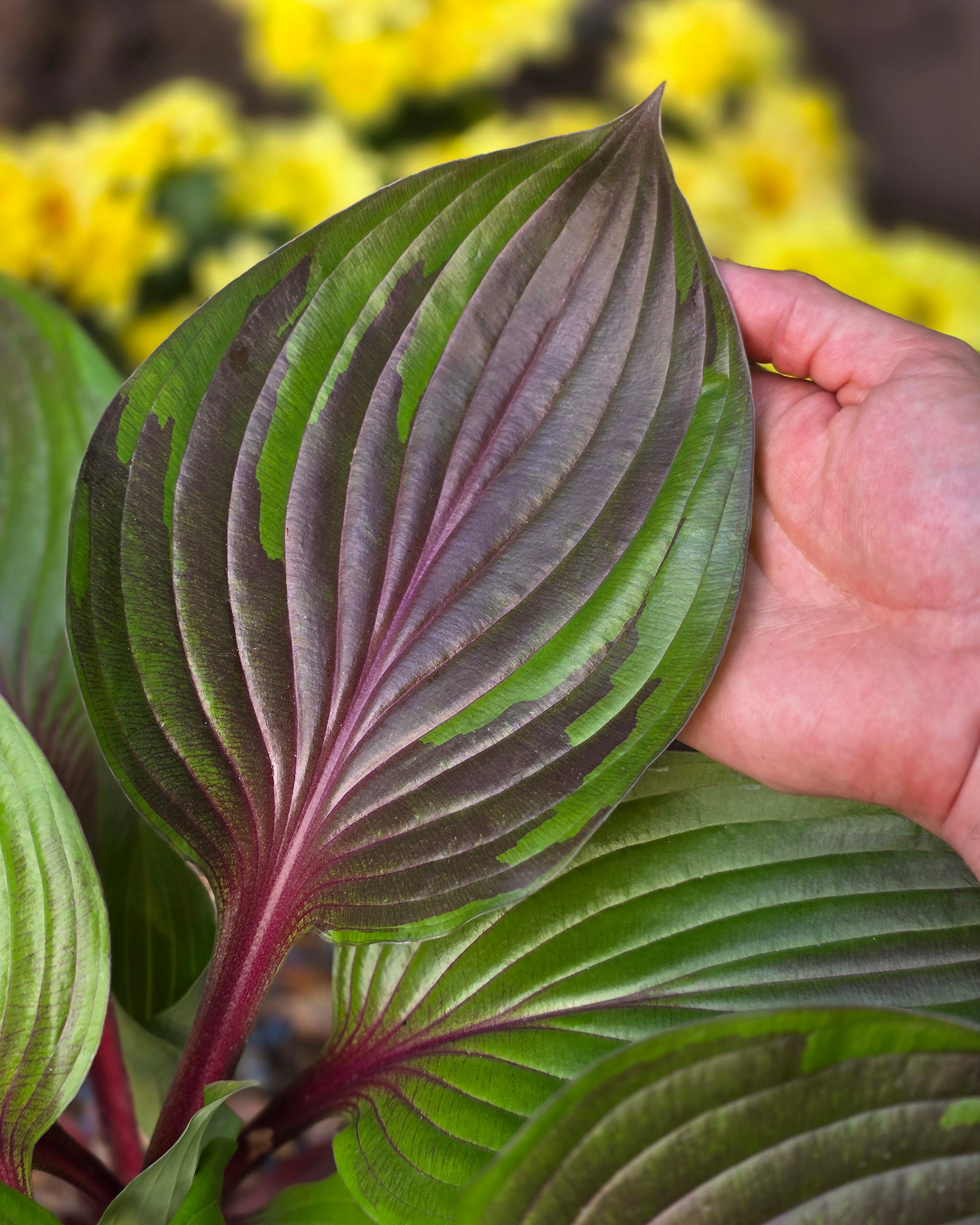 Hosta 'Red Ninja' bare roots — Buy world’s first red-leaf hosta online ...