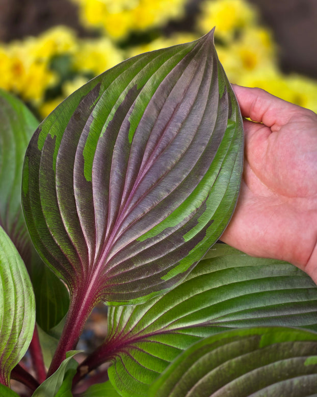 Hosta 'Red Ninja'