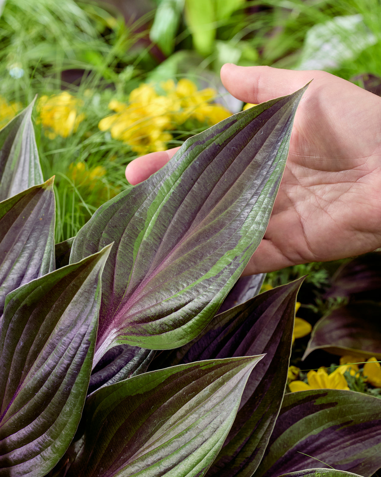 Hosta 'Red Ninja' bare roots | Buy red-leaf hosta online at Farmer Gracy UK