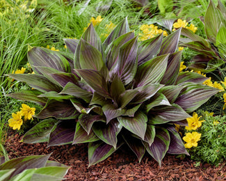 Hosta 'Red Ninja' UK